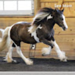 Meet your Posher, Sandi